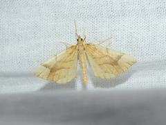 Eulithis mellinata