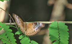 Bassarona teuta