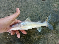 Hemibagrus fortis