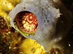 Thylacodes arenarius