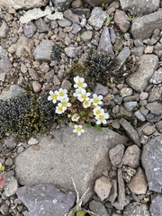 Saxifraga cespitosa
