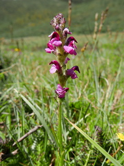Pedicularis mixta