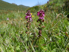 Pedicularis mixta