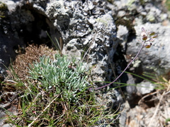 Teesdalia conferta