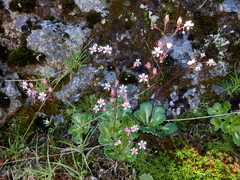 Saxifraga spathularis