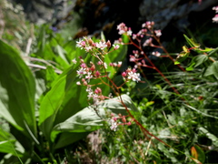 Saxifraga spathularis