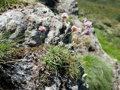 Armeria cantabrica