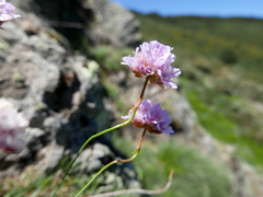 Armeria cantabrica
