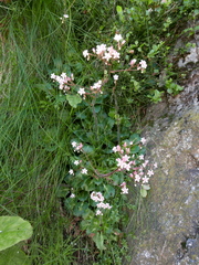 Saxifraga spathularis