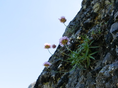 Armeria cantabrica