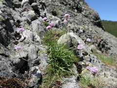 Armeria cantabrica