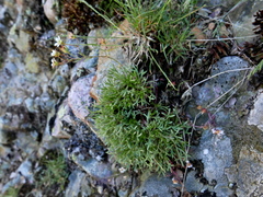 Saxifraga pentadactylis willkommiana
