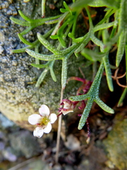 Saxifraga pentadactylis willkommiana