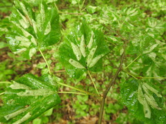 Phyllonorycter issikii