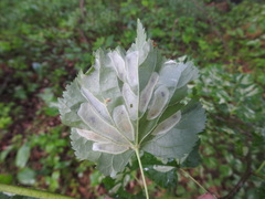 Phyllonorycter issikii