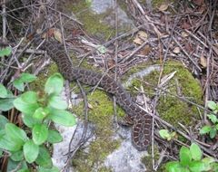 Crotalus aquilus
