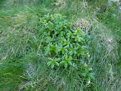 Alchemilla saxatilis
