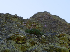 Armeria cantabrica