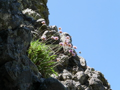 Armeria cantabrica