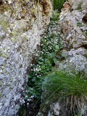 Saxifraga spathularis