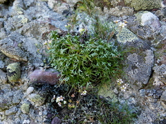Saxifraga pentadactylis willkommiana