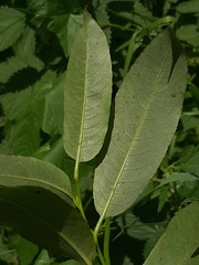 Salix × meyeriana