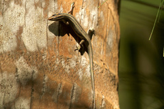 Emoia cyanura