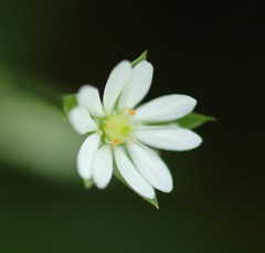 Stellaria alsine