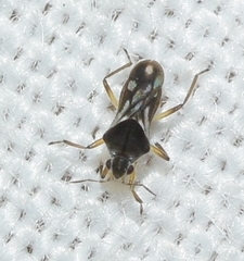 Microvelia pygmaea