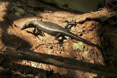 Emoia arnoensis