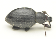 Otiorhynchus clavipes