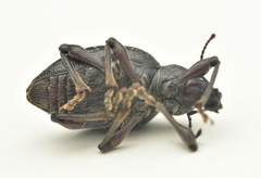 Otiorhynchus clavipes