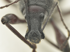 Otiorhynchus clavipes