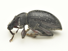 Otiorhynchus clavipes