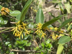 Toxocarpus wightianus