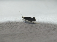 Ypsolopha vittella