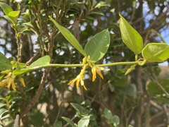 Toxocarpus wightianus