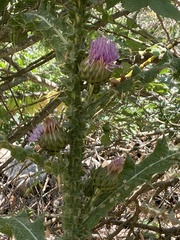 Onopordum cynarocephalum