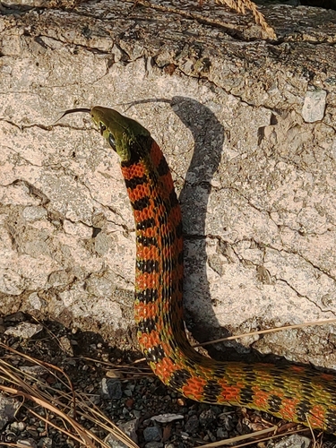 Chinese Tiger Keelback