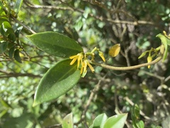 Toxocarpus wightianus