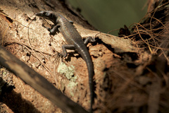 Emoia arnoensis
