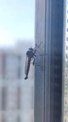 Neoitamus socius
