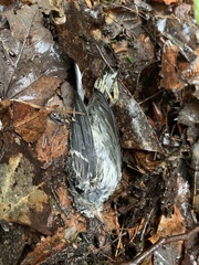Mniotilta varia