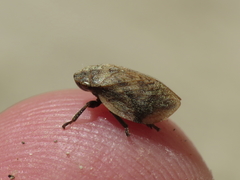 Lepyronia coleoptrata