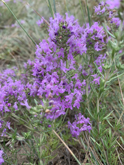 Thymus pallasianus