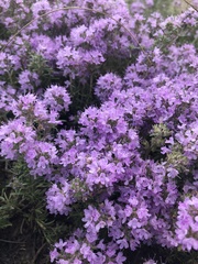 Thymus pallasianus