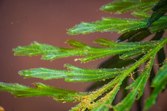 Blechnum francii