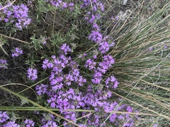 Thymus pallasianus
