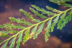 Blechnum francii