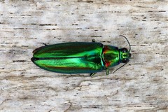 Chrysochroa rajah thailandica
